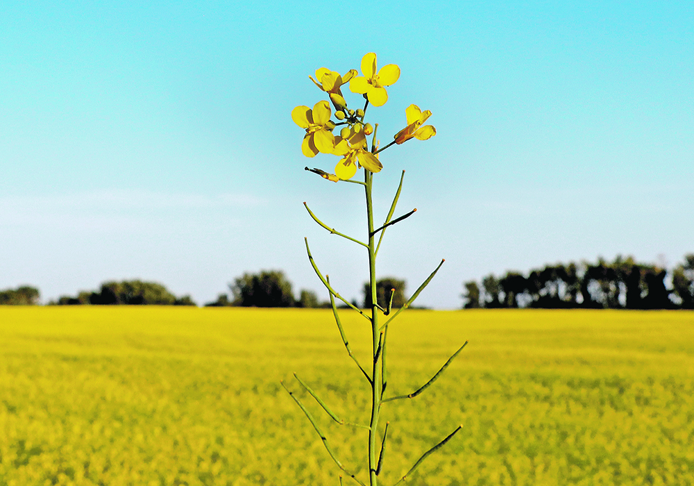 A lone, blooming yellow canola plant stands in the foreground with an entire field of yellow behind it.