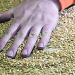 A hand is on top of some grain on a table as it is inspected at an inland terminal facility.