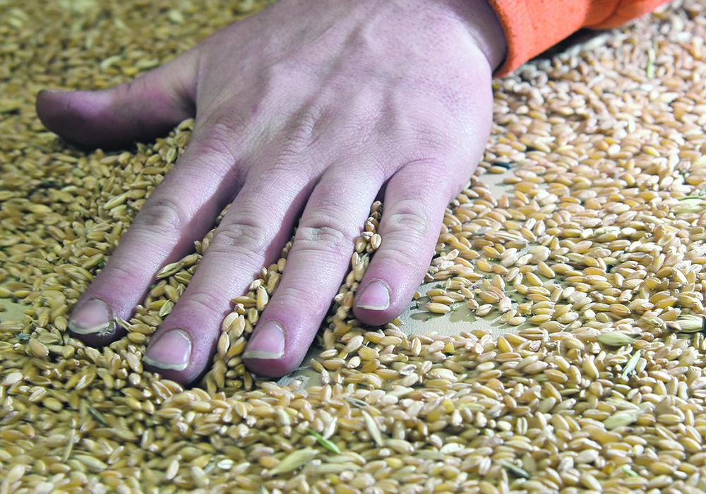 A hand is on top of some grain on a table as it is inspected at an inland terminal facility.