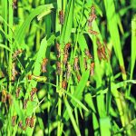 Dozens of young grasshoppers perch on blades of grass at the edge of a field.