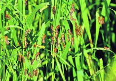 Dozens of young grasshoppers perch on blades of grass at the edge of a field.