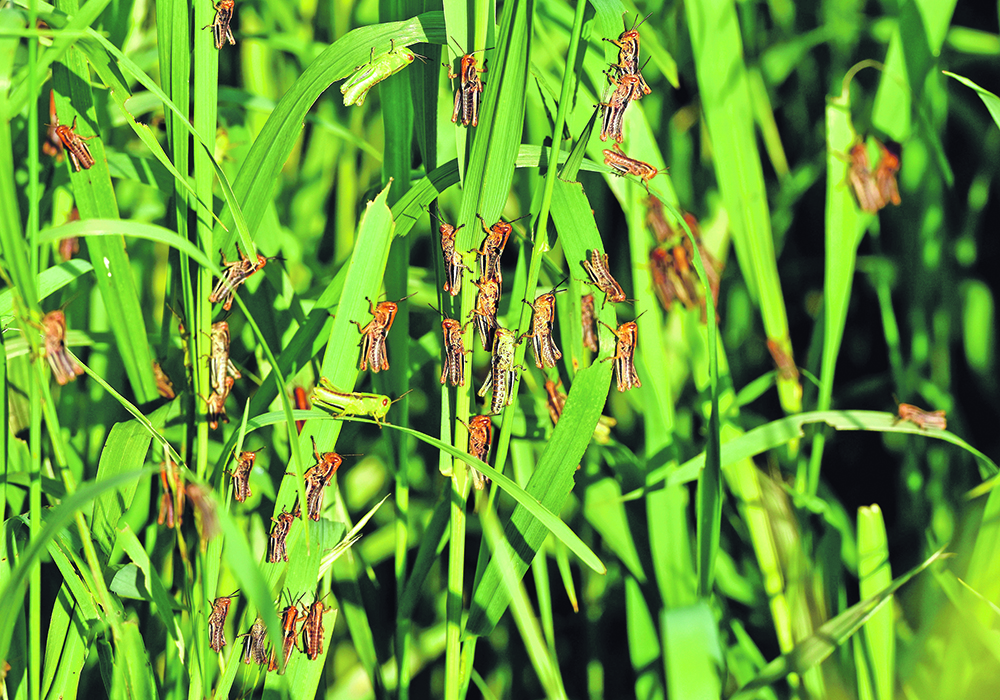 Dozens of young grasshoppers perch on blades of grass at the edge of a field.