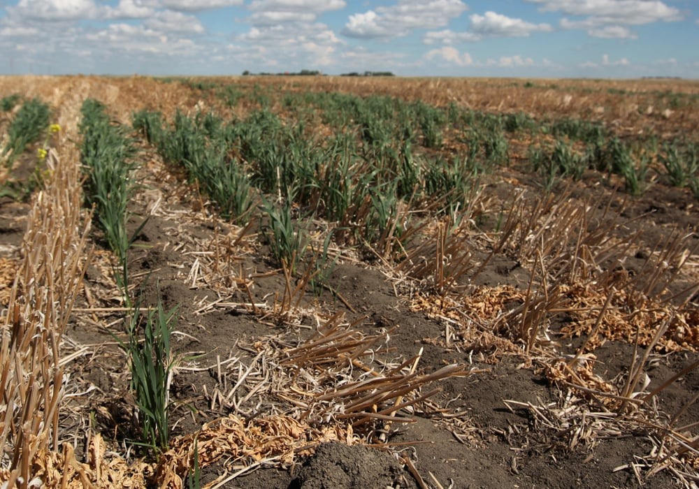 A field of drought-stunted wheat, some it is brown and laid down.