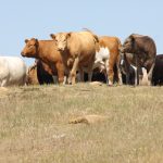 A group of cattle stand together in a very dry pasture.
