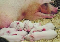 Piglets sleep in some bedding beside their mother.