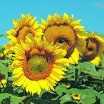 Close-up of several sunflower plants in full bloom.