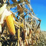 The leaves have been pulled back to reveal a ripe cob of corn still on the plant in a corn field in Wisconsin.