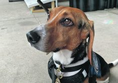 Ozcar, a beagle employed by the U.S. Customs and Border Protection Agency.