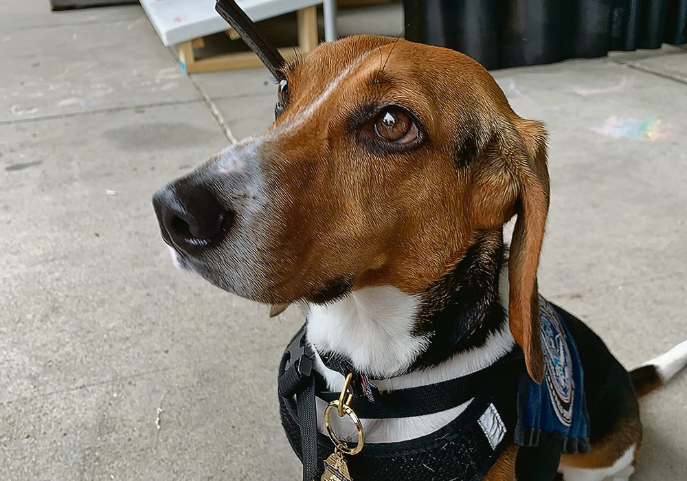 Ozcar, a beagle employed by the U.S. Customs and Border Protection Agency.