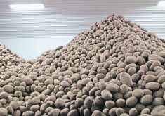 A massive pile of potatoes in an indoor storage barn.