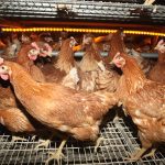 Egg-laying hens inside a barn.