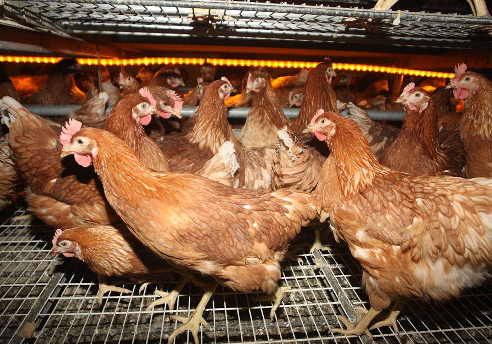 Egg-laying hens inside a barn.