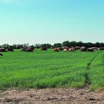 Cattle graze a lush, green pasture with trees int he background.