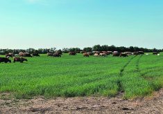 Cattle graze a lush, green pasture with trees int he background.