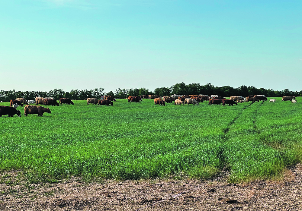 Cattle graze a lush, green pasture with trees int he background.