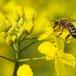 A single bee is about to land on the yellow flower of a canola plant.