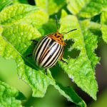 A Colorado potato beetle sits on the leaf of a potato plant.