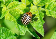 A Colorado potato beetle sits on the leaf of a potato plant.