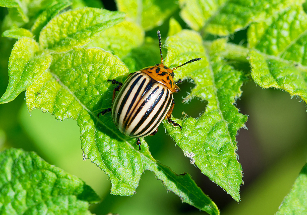 A Colorado potato beetle sits on the leaf of a potato plant.