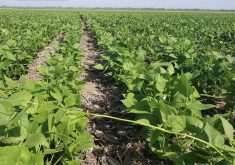 Argentina typically produces around 500,000 tonnes of beans, making it one of the key players in global markets. Farmers there mainly grow black and alubia (white kidney) beans.