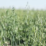 A ripening field of oats.