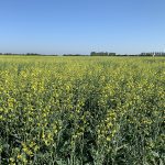 A canola field southeast of Delisle, Sask.