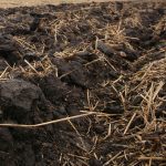 Freshly-turned topsoil.