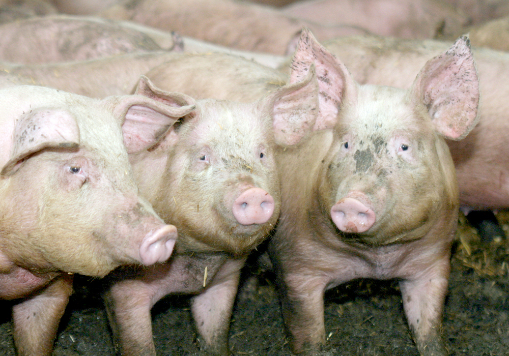 Three pigs in a pen.