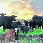 Cows, and a few calves, graze a field at the edge of a steep bank. The sun is setting behind clouds in the background.