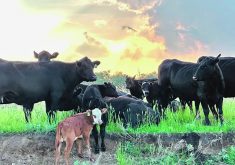 Cows, and a few calves, graze a field at the edge of a steep bank. The sun is setting behind clouds in the background.