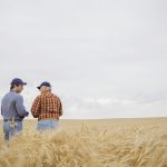 An older farmer and a young farmer are standing in a field of ripe wheat.