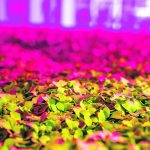 Controlled environment agriculture includes vertical farming as well as other forms of indoor food production. | Goodleaf Farms photo