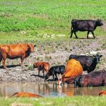Cattle drink from a dugout on a sunny day.