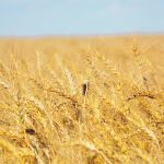 Agriculture Canada is forecasting 28.38 million tonnes of non-durum wheat production in 2023, a 5.5 percent increase over last year, and 5.82 million tonnes of durum, a 6.9 percent bump. | File photo