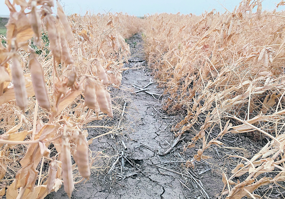 Nothing is certain, but there are signs now that the dry trend might end, but will a shift to better moisture happen quickly enough to save yield prospects? | File photo
