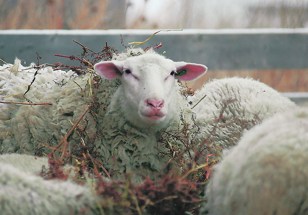 A single sheep stands in the middle of a herd in a pen.
