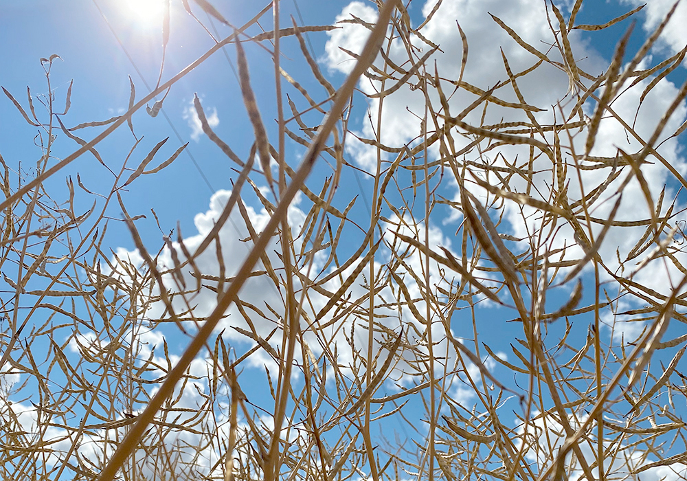 We need a lot of rain, not just a shower. Many crops are already severely and irreparably damaged. | File photo