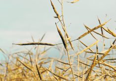 Energy companies were planning on having nearly nine billion gallons of biodiesel and renewable diesel capacity in the United States by 2025, but the U.S. Environmental Protection Agency’s mandated volume is less than half that amount. It’s feared the decision could threaten the future of proposed renewable diesel plants, which use crops such as canola as feedstock.  |  File photo