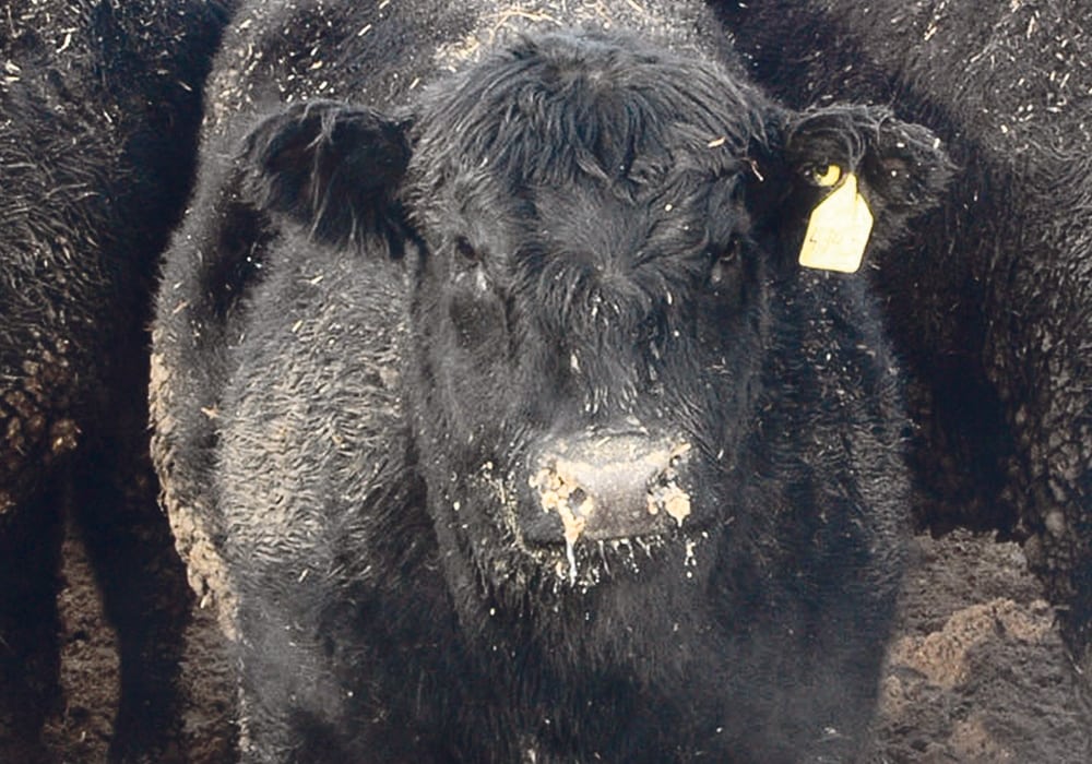 Close-up of a black cow in a feedlot.