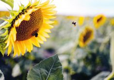 A bee flies toward the head of a sunflower plant.