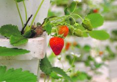 Ripe, red strawberries grow on the plant.
