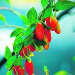 Close-up of bright red goji berries on a plant branch.