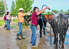A teenaged 4H member washes her Black Simmental heifer using a garden hose.