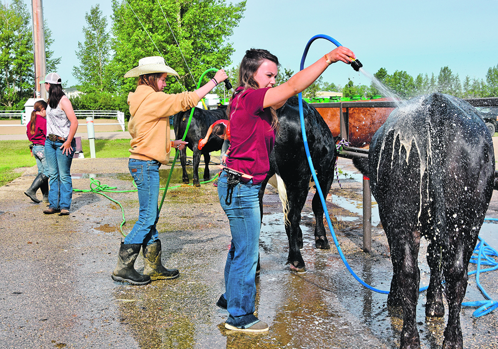 A teenaged 4H member washes her Black Simmental heifer using a garden hose.