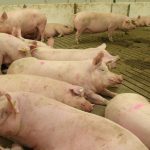 A group of pigs, some laying down, in an open sow pen in a hog barn.