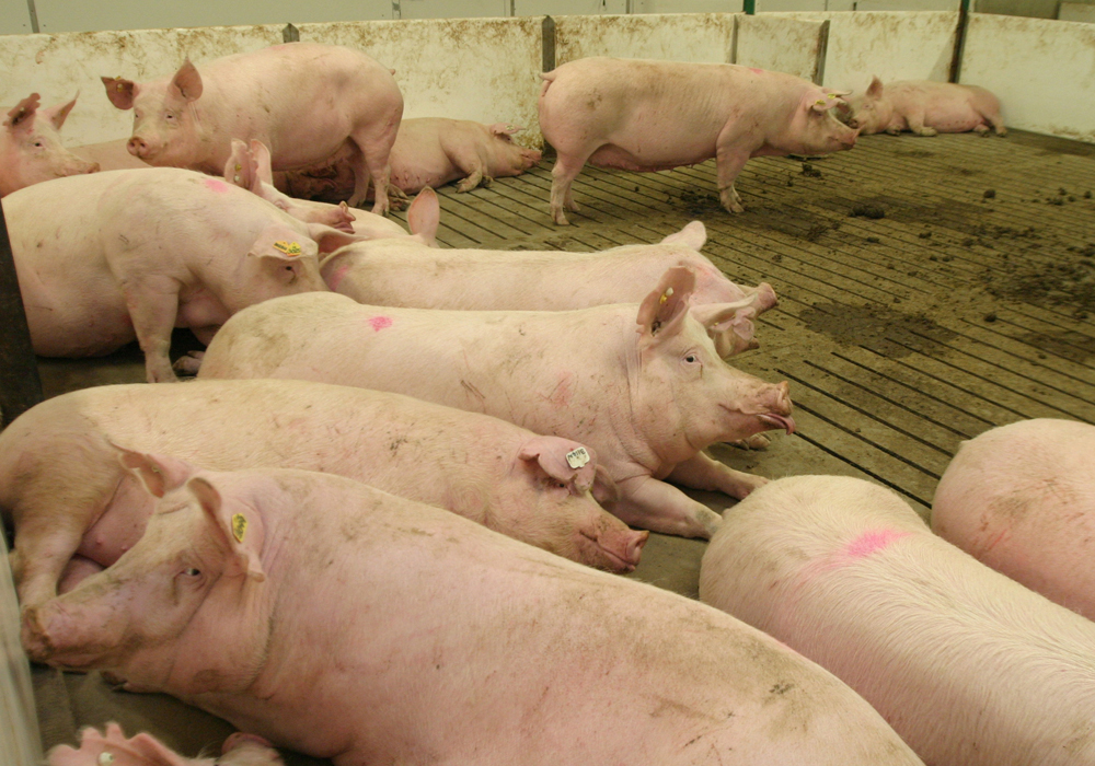 A group of pigs, some laying down, in an open sow pen in a hog barn.