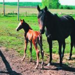 A mare and her foal stand together in a fenced area.