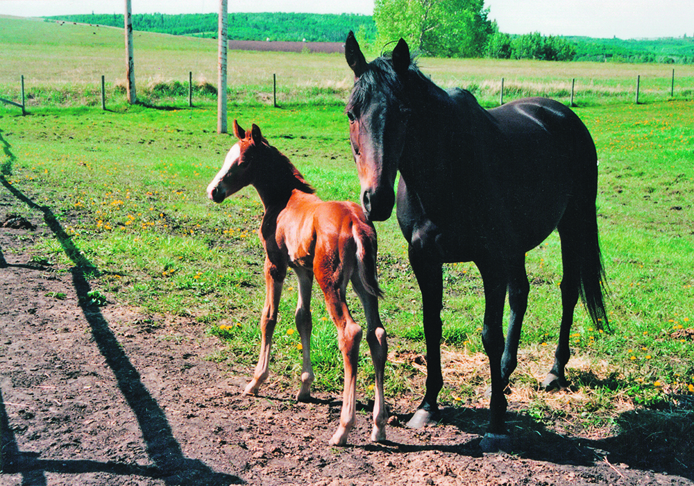 A mare and her foal stand together in a fenced area.