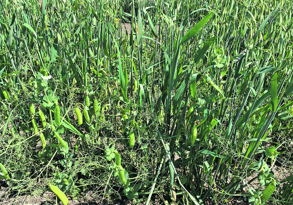 An intercropping project showing oats and peas.