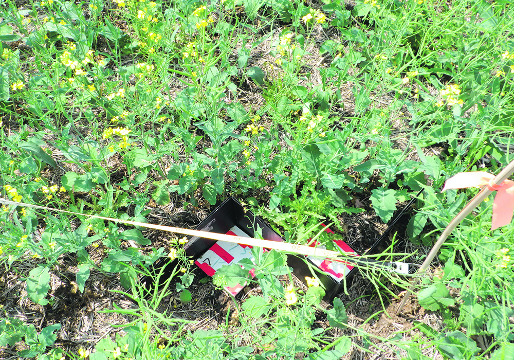 Two directional pitfall insect traps set up in a canola field.